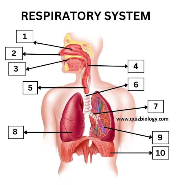 Respiratory System Diagram Quiz
