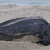 Tortuga Laúd, una Especie Gigante, Arriba a Costas Veracruzanas