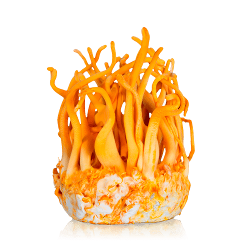 Cordyceps Mushroom Pure Culture Supplier Company in Russia | Cordyceps Mushroom Company in Russia