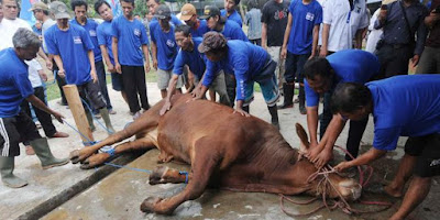 Science: Orang Barat Terkejut Dengan Cara Islam Menyembelih Sapi