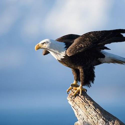 40 Lebih Foto Burung Elang  Keren Glmour Gallery Wallpaper