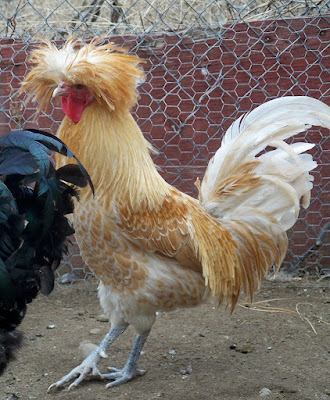 Buff Laced Polish are very rare breed of chickens.