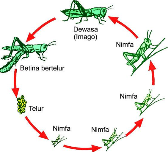 21+ Metamorfosis Tidak Sempurna Belalang, Paling Dicari!