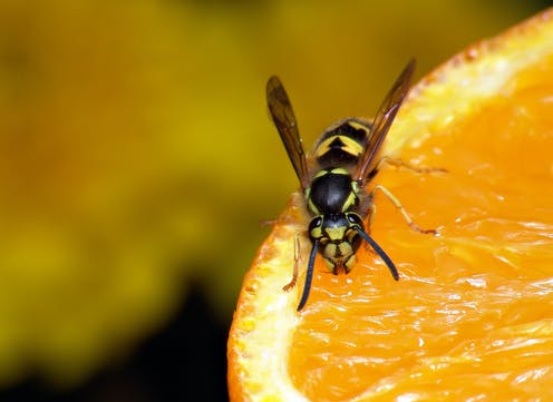 Why wasps ended up being so irritating at completion of summertime