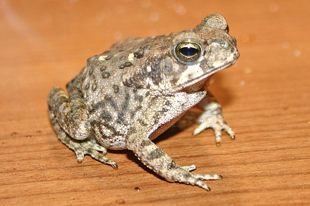 Marine Toad photo, wallpaper of Marine Toad , Marine Toad s images, Pictures of Marine Toad
