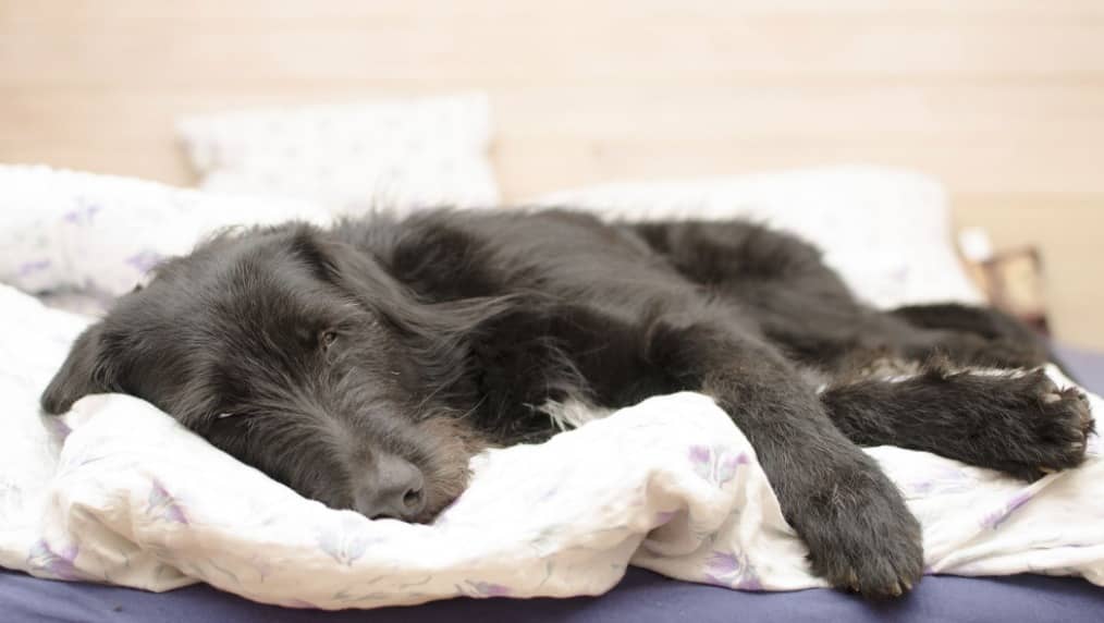 Signs of Pancreatic Cancer in Dogs - CancerOz