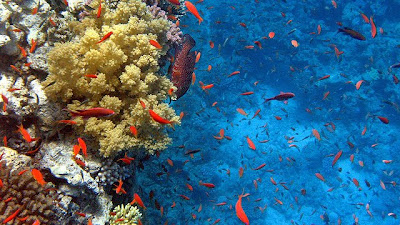 Fishes in Red Sea reef