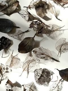 Leaf skeletons photograph