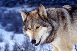 Wild Animals Wolf Wolf hd animal wallpapers wild wolves animals
wallpaper gray lobo tiere attack foto