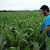 El maíz transgénico, una opción rentable para pequeños campesinos en el país