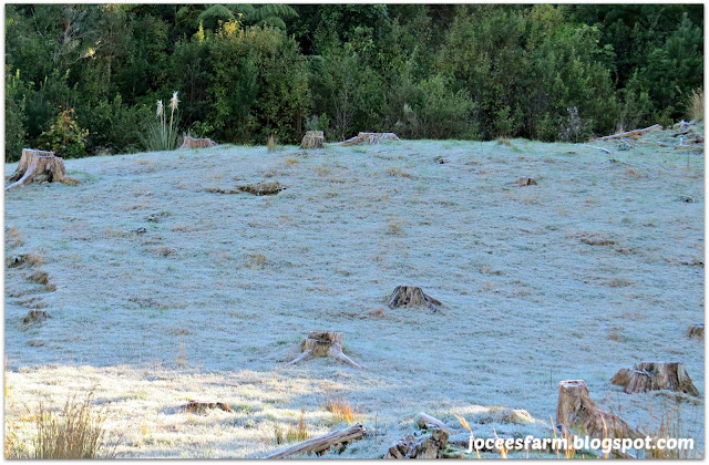 Late autumn in New Zealand | joceesfarm.blogspot.com