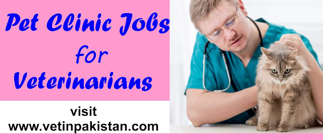 Latest veterinary jobs in Pakistan | Jobs for DVM
