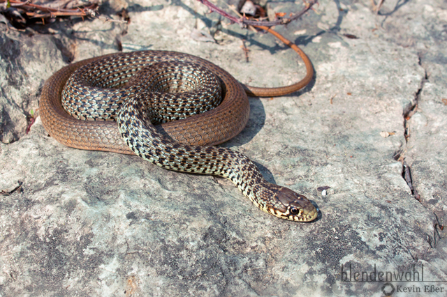 Balkan-Zornnatter - Hierophis gemonensis