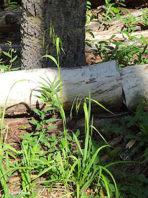 a grass, Taos New Mexico forest