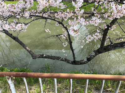 【寝屋川市】幹線用水路の桜（大阪みどりの百選）