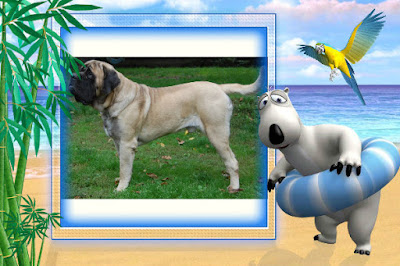 English Mastiff