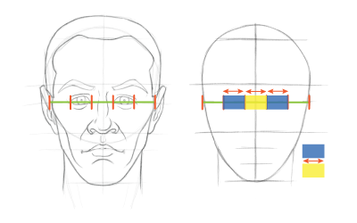 Head proportions chart: The space between the eyes is about the same width as the width of an eye.