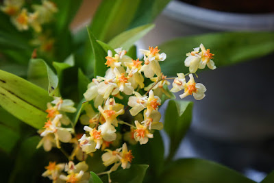 Grow and care Oncidium orchid - Dancing Lady orchid - Golden Shower orchid
