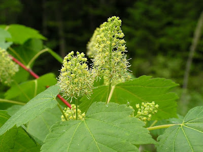 Клён жёлтый / Клён укурунду (Acer ukurunduense)