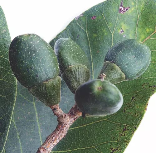 Семекарпус анакардиум (Semecarpus anacardium)