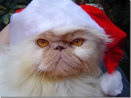 gatos gorro papá noel (20)