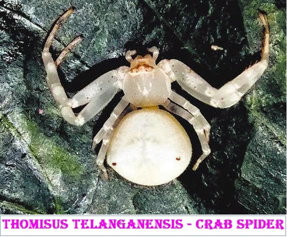 Telangana Spider: Thomisus telanganensis also resemble crabs spiders Image, Logo