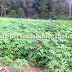 Jenis-Jenis Pupuk Yang Manis Untuk Flora Singkong