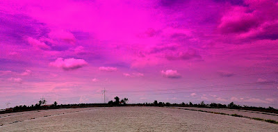 sawah padi di tanjung karang selangor