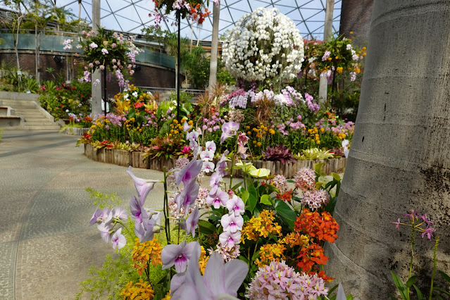 鳥取県西伯郡南部町鶴田 とっとり花回廊 フラワードーム らん祭り