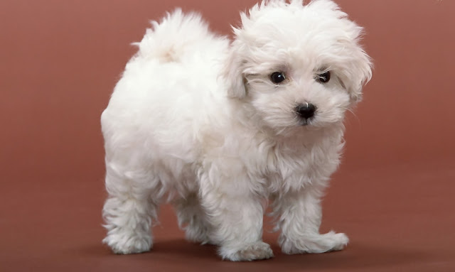 Cute Puppy HD Wallpaper Free