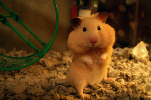 Hình ảnh dễ thương của chuột hamster 