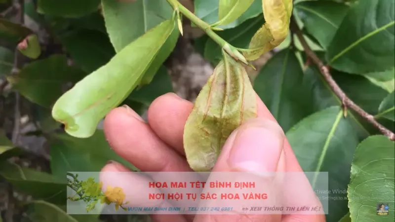 Mai vàng bị xoắn lá non: cảnh báo bọ trĩ và sâu cuốn lá trên cây mai vàng