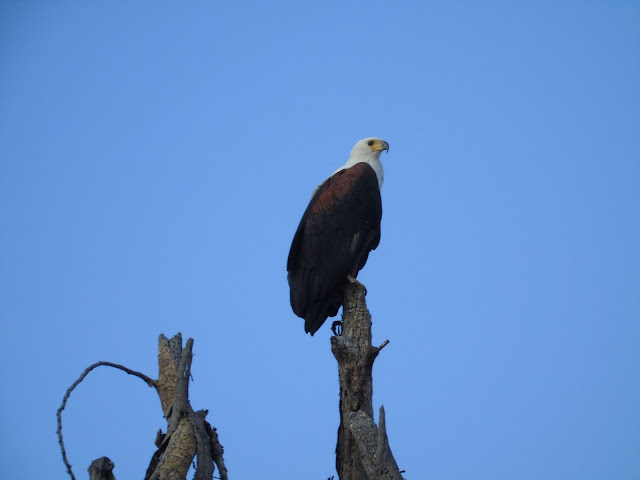 Fish Eagle Lake Naivasha