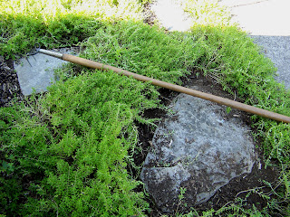 a garden in bethlehem pa: creeping sedum