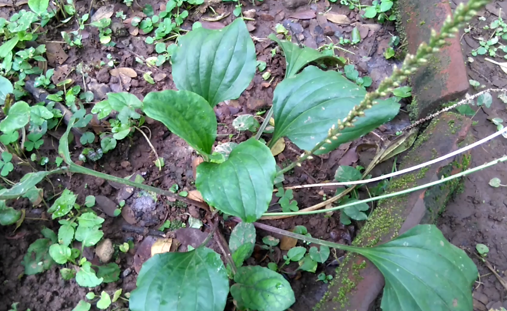 Manfaat dan Khasiat Daun  Sendok  Plantago Major L 