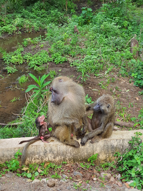 Safari na Tanzânia e no Quênia