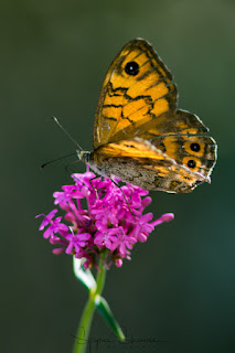 Wall Brown (Lasiommata megera)