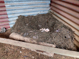 chicken eggs in nest