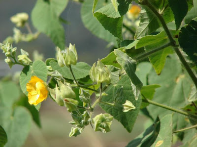 Malvavisco Abutilon grandifolium