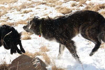 the back legs of hugo a black lab border collie mix disappear out of the picture while marley gathers himself for a big run and makes small flakes of snow fly into the air and sparkle