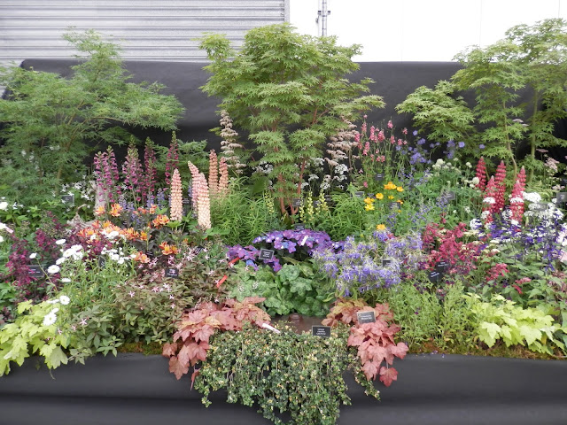 Garden visit, Gardeners World Live 2019. From UK garden blogger secondhandsusie.blogspot.com #gardenersworldlive #gardenersworldlive2019 #gardenblogger #gardeninspo