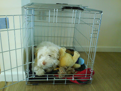 coton de tulear in crate