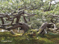 Trained to look this way - Kenroku-en Garden, Kanazawa, Japan