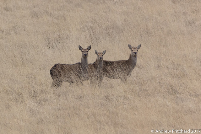 Two hinds flank a calf standing in the tall yellow moorland grass, checking for danger.