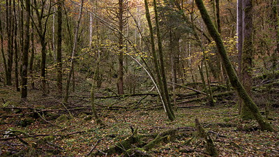 Last colours before winter in Jura forest