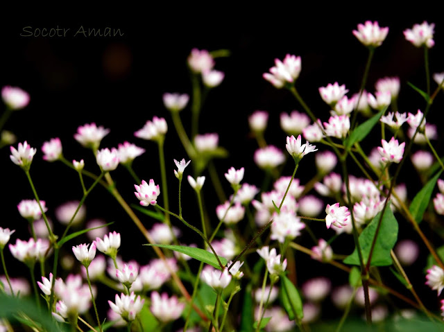 Polygonum thunbergii