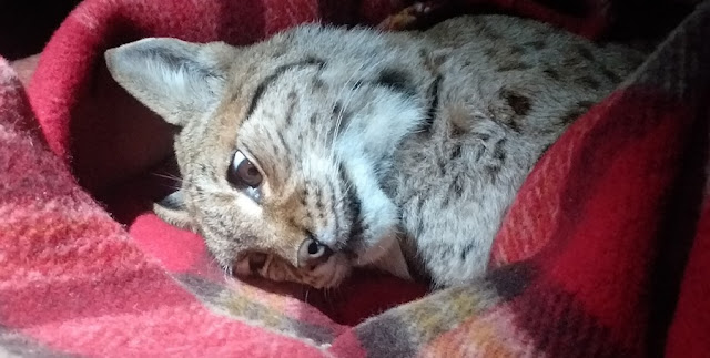 Another lynx is caught in Mavrovo