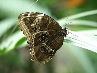 Morpho peleides - Morpho bleu - Morpho helenor peleides