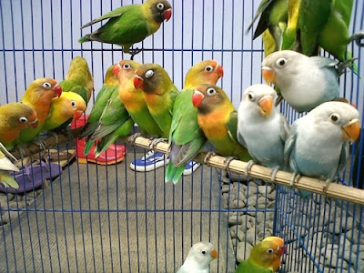 Tips  Beternak Burung Lovebird Agar Cepat Bertelur dan Menghasilkan
