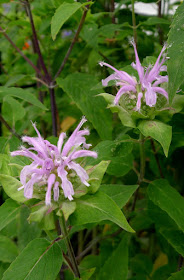 Bee Balm, edible flowers